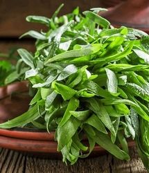 سبزی معطر در طب سنتی که زخم و جوش‌های دهان را ناپدید می‌کند!