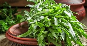 سبزی معطر در طب سنتی که زخم و جوش‌های دهان را ناپدید می‌کند!