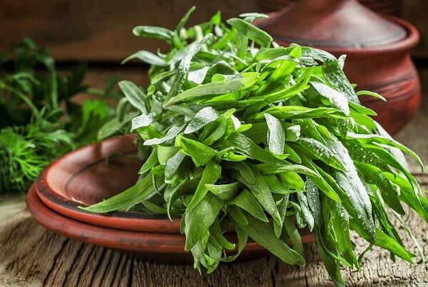 سبزی معطر در طب سنتی که زخم و جوش‌های دهان را ناپدید می‌کند!