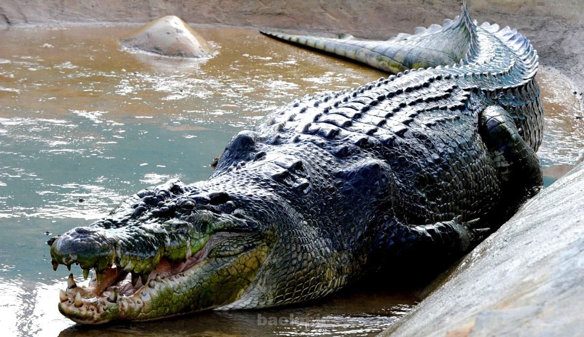 پسر نوجوان در مقابل چشمان پدرش طعمه کروکدیل شد+ عکس