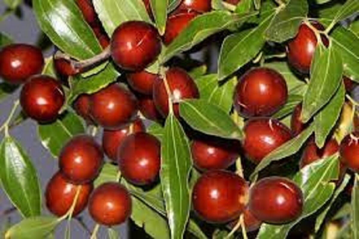 خواص عجیب عناب برای تقویت سیستم ایمنی