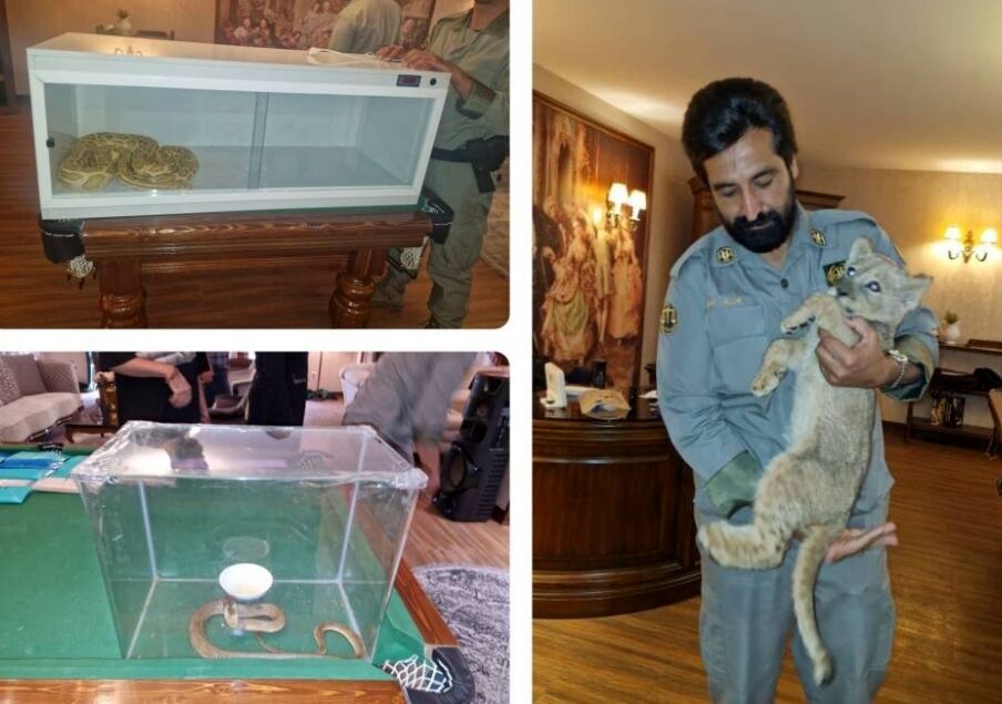 یک قلاده توله شیر وحشی و ۲ حلقه مار سمی در استان تهران کشف شد