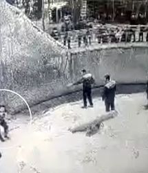 لحظه شوکه کننده پرت کردن دختر ۳ ساله به قفس خرس وحشی به دست مادرش