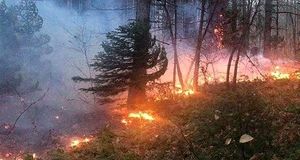 وقوع آتش سوزی جدید در جنگل‌های الیت