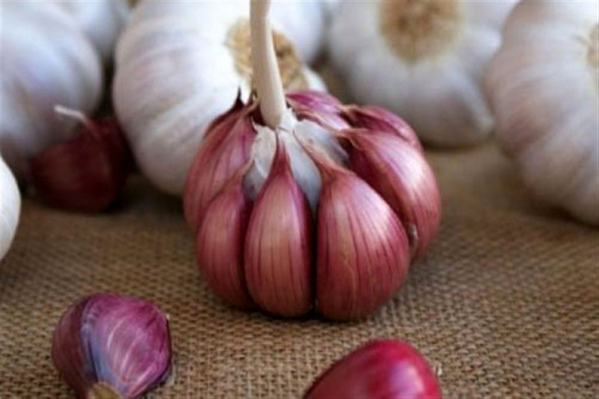 سیر سفید بهتر است یا سیر قرمز؟