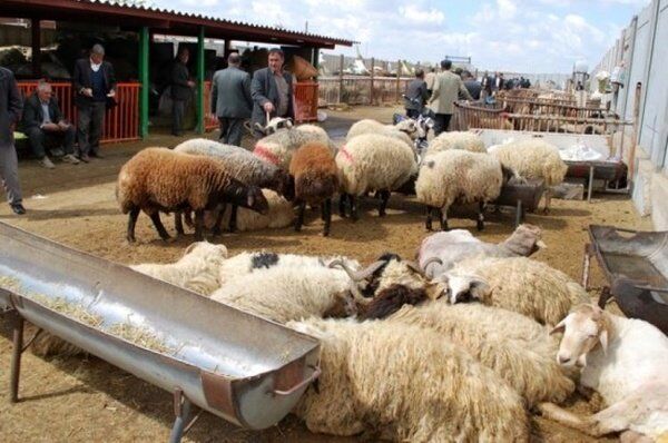 قیمت گوسفند زنده برای محرم 