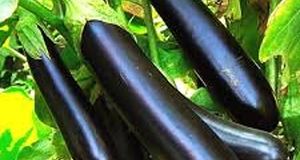چگونه بادمجان شیرین را از بادمجان تلخ تشخیص دهیم؟