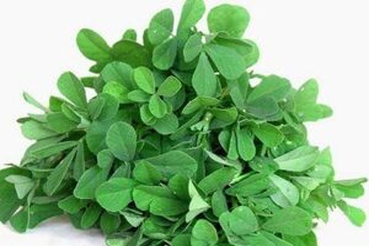 چربی‌ خون خود را با این گیاه درمان کنید