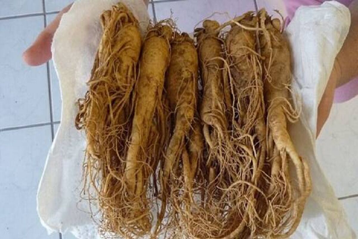 اثر چشمگیر یک داروی گیاهی چینی در درمان سرطان