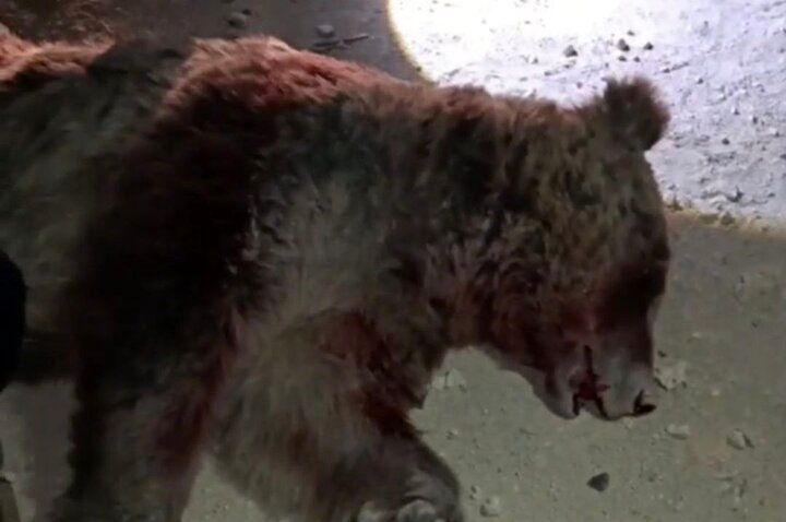 تلف شدن یک قلاده خرس در تصادف با پراید