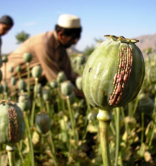 تریاک گران شد!