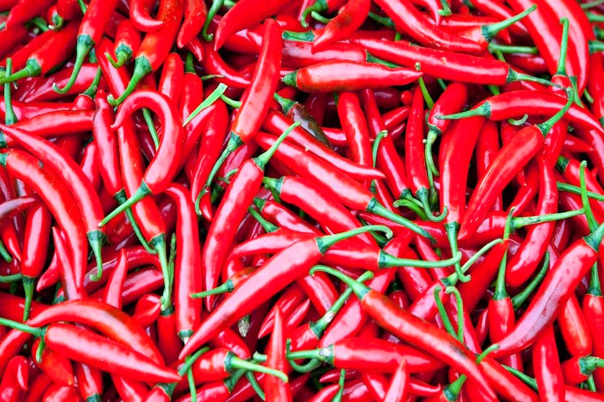 کاربردهای درمانی فلفل را بشناسید