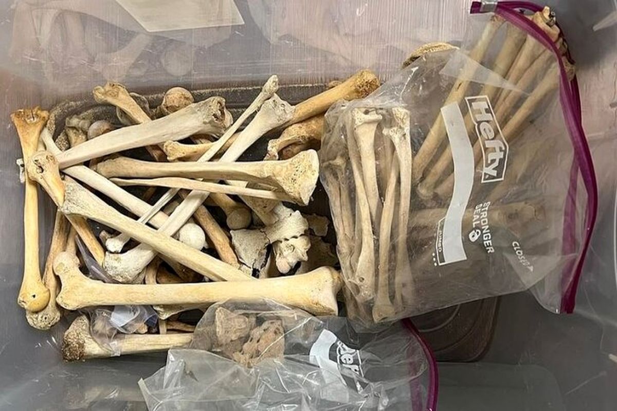 خبر تکان دهنده/  این زن قسمت‌های مختلف بدن مرده‌ها را می‌فروخت  + تصاویر 