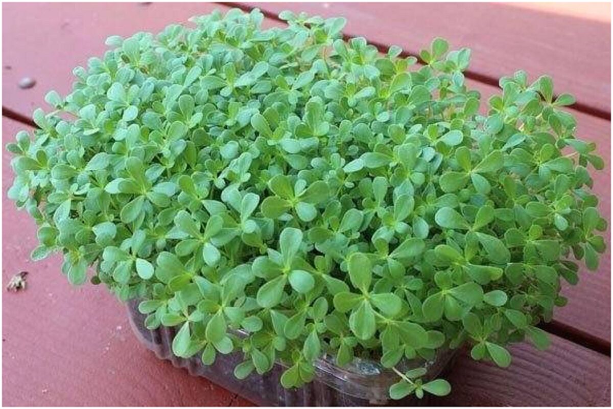 این سبزی درمان دیابت است !