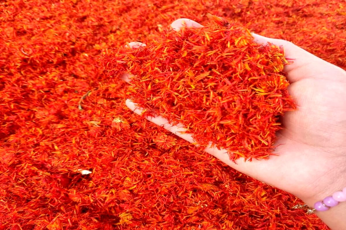 جایگزین زعفران گران قیمت پیدا شد