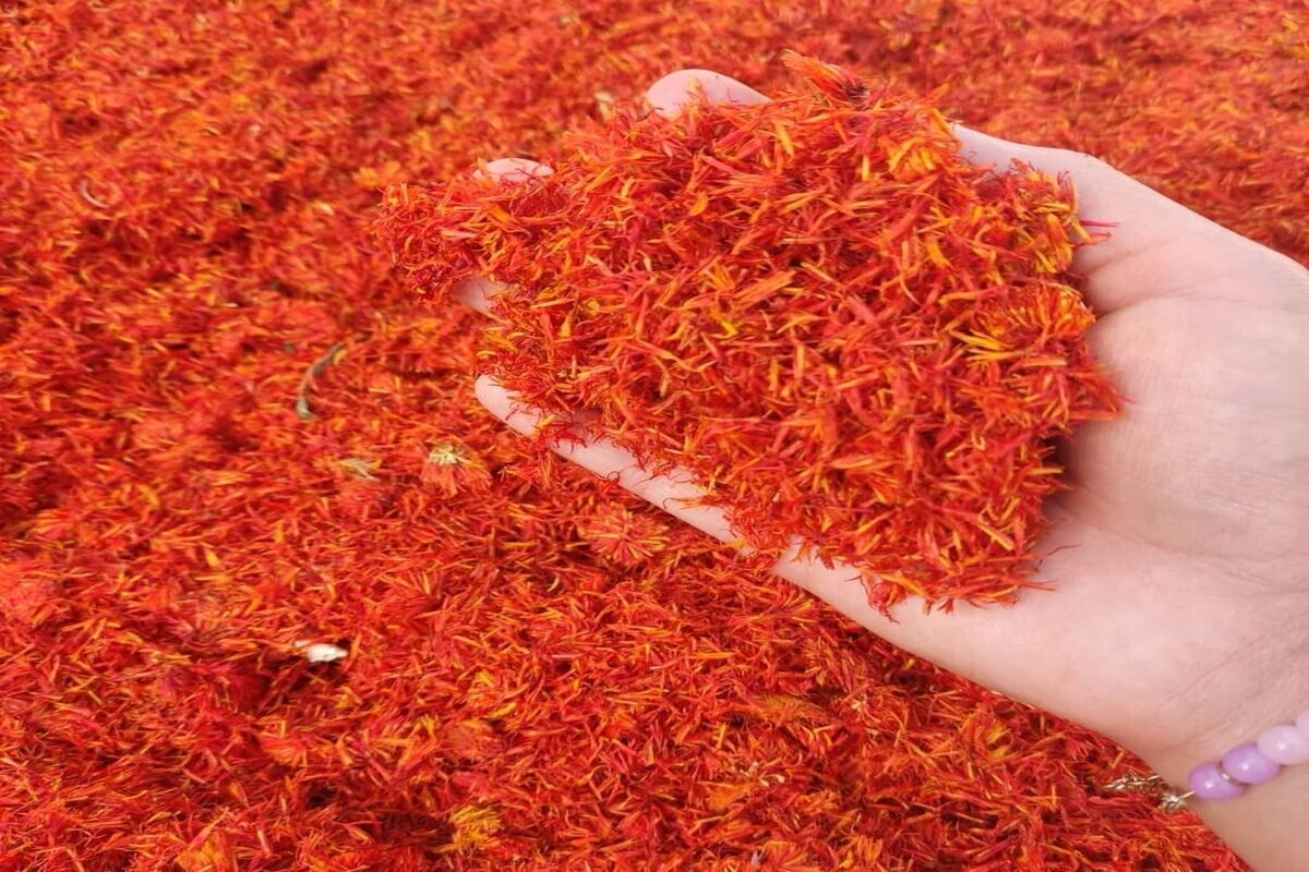 جایگزین زعفران گران قیمت پیدا شد