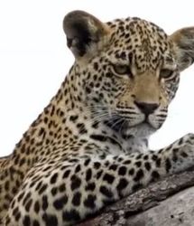 پلنگی در بالا، انسانی در پایین؛ اوج پیوند با طبیعت/ ببینید