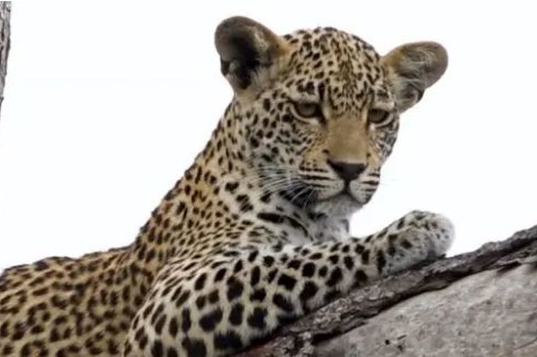 پلنگی در بالا، انسانی در پایین؛ اوج پیوند با طبیعت/ ببینید