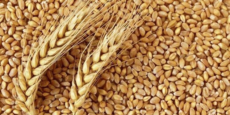 قیمت گندم در بازار جهانی اوج گرفت!
