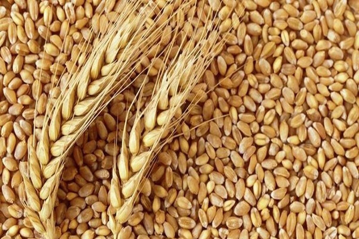 قیمت گندم در بازار جهانی اوج گرفت!