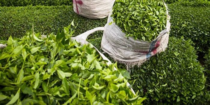 چای ارزان شد؟