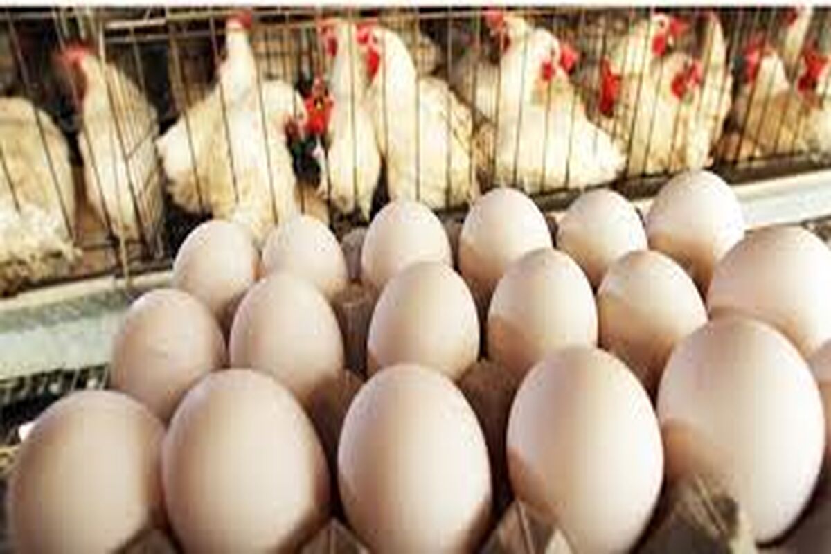 قیمت مرغ، گوشت سفید و تخم مرغ در بازار امروز شنبه 23 اردیبهشت