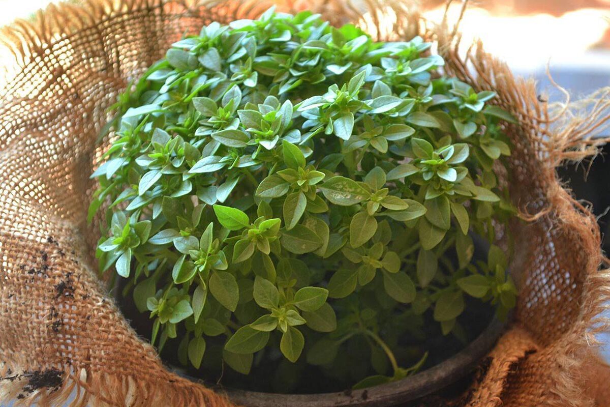 روش کاشت سبزه ریحان در اشکال مختلف 