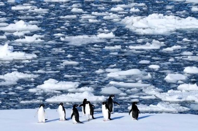 تصاویر؛ حیات در قطب جنوب زیر سایه تغییرات اقلیمی