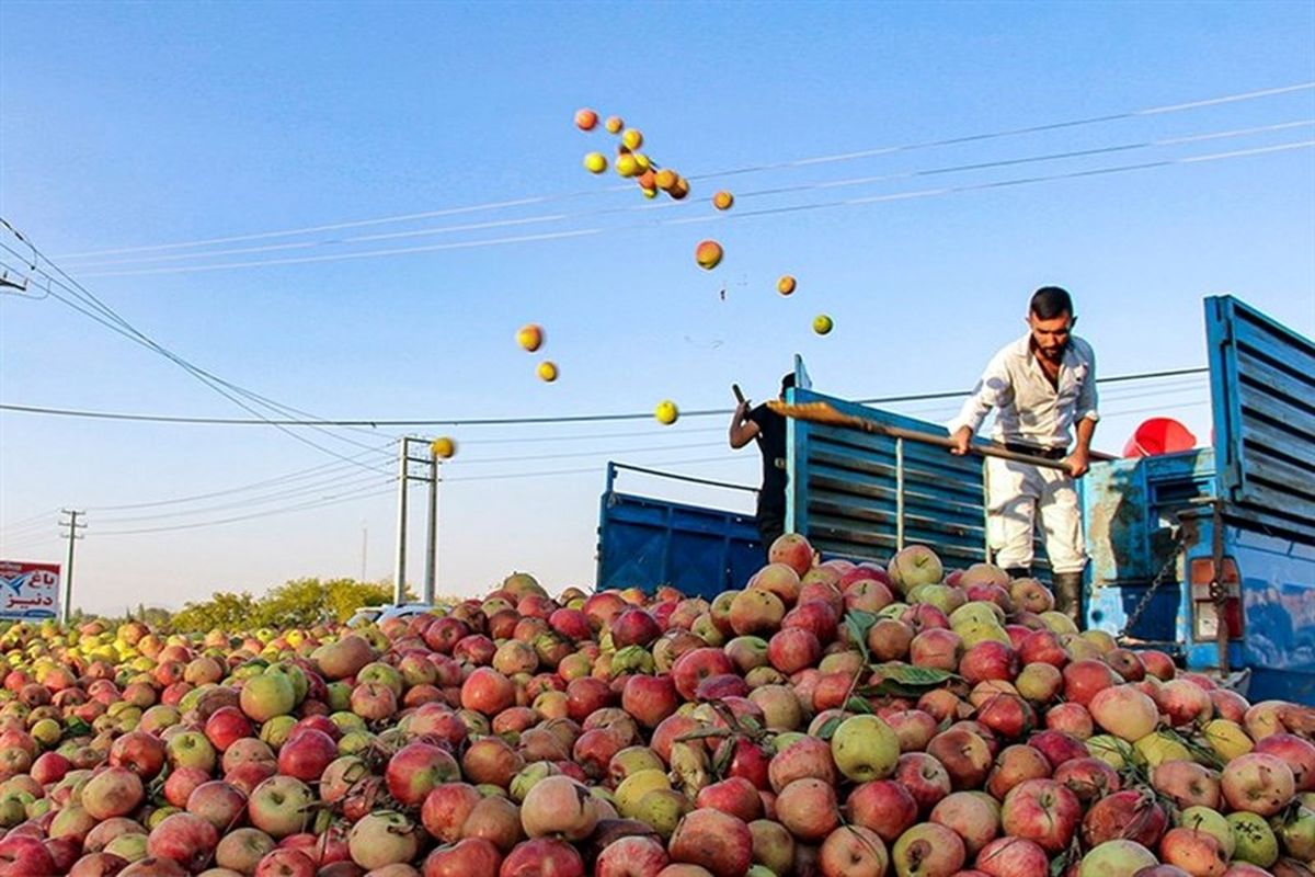 چرا هند سیب ایران را ترجیح می‌دهد؟