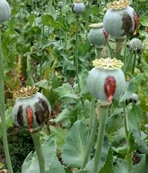 ماجرای کشت خشخاش در ایران به کجا رسید؟