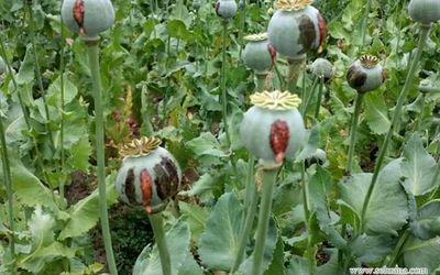 ماجرای کشت خشخاش در ایران به کجا رسید؟