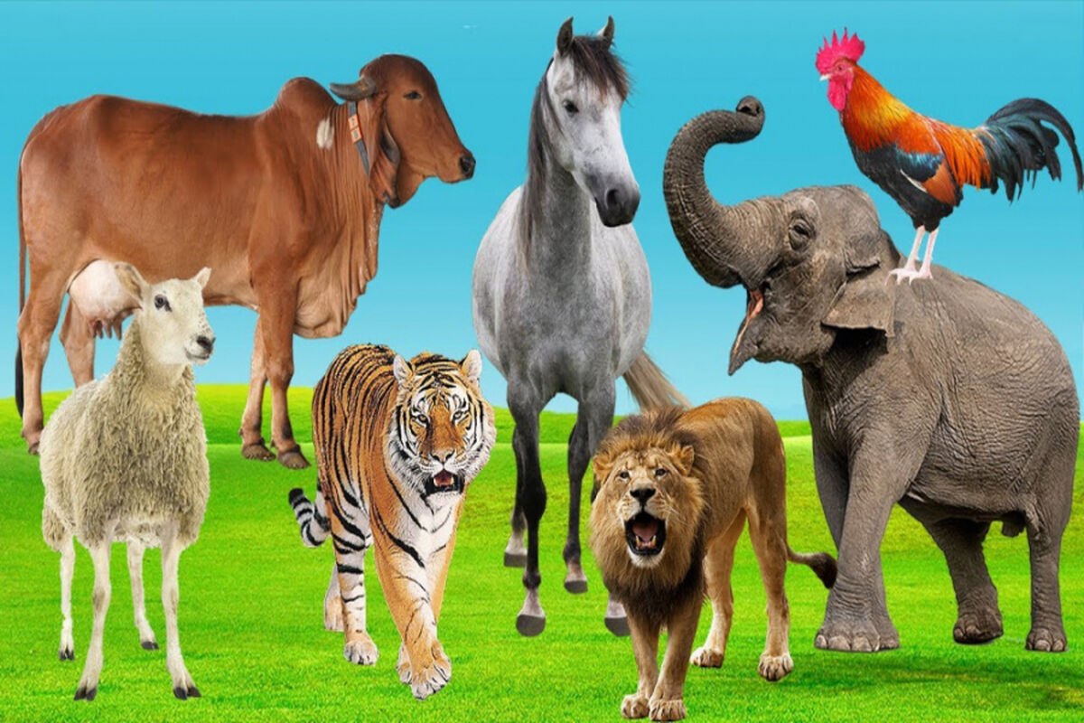 1 میلیون سال دیگر حیوانات کره زمین چه شکلی خواهند بود؟