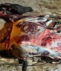 دستگیری عوامل رستورانی که در جاده قزوین - رشت از گوشت الاغ استفاده می‌کرد 