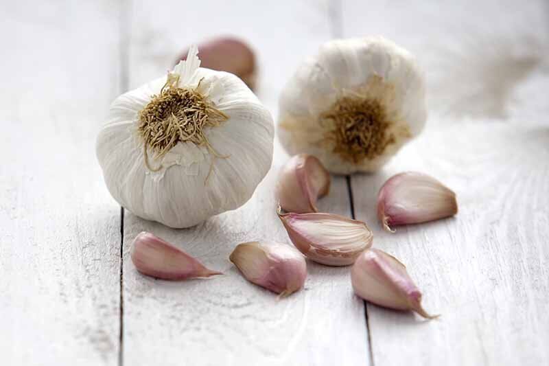 توصیه‌های ابن‌سینا درباره سیر کبابی