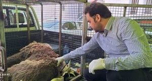 جزئیات بیشتر از قطع نخاع شدن خرس قهوه‌ای دنا+عکس