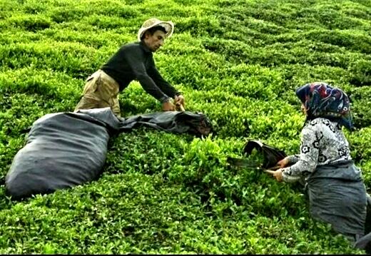  ابلاغ قیمت خرید تضمینی برگ سبز چای