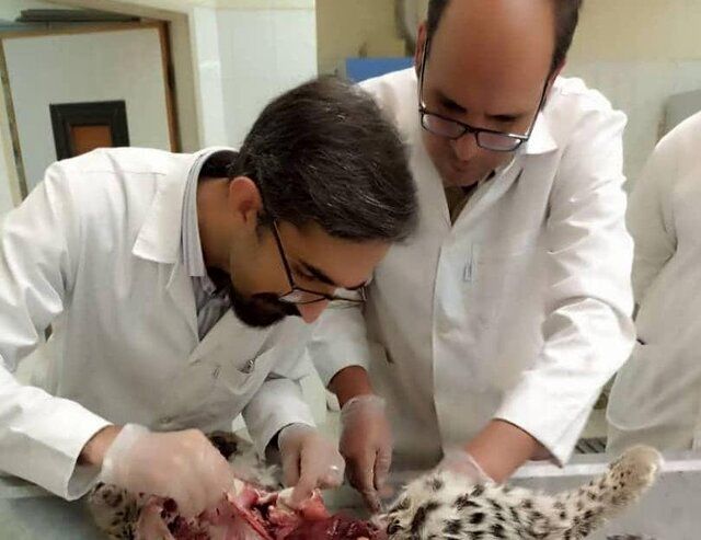 اعلام علت تلف شدن توله‌های پلنگ‌ در کرمان