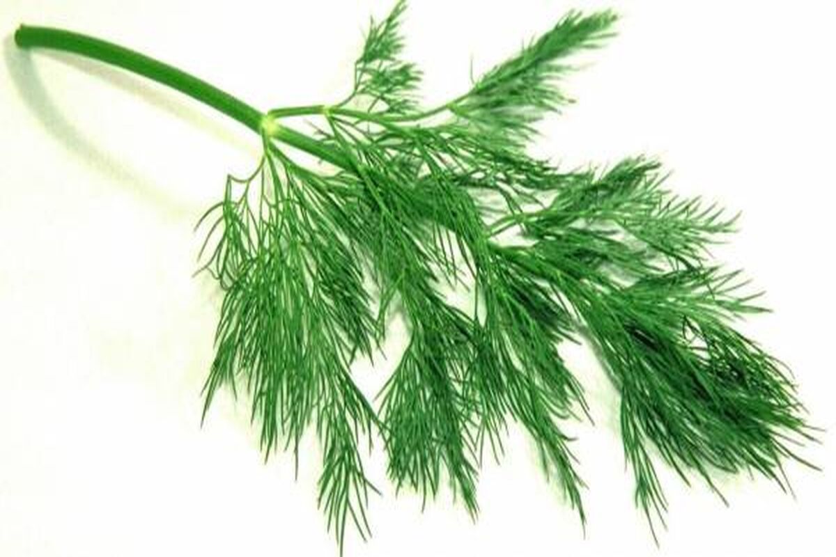 این روغن باد شکم شما را نابود می‌کند