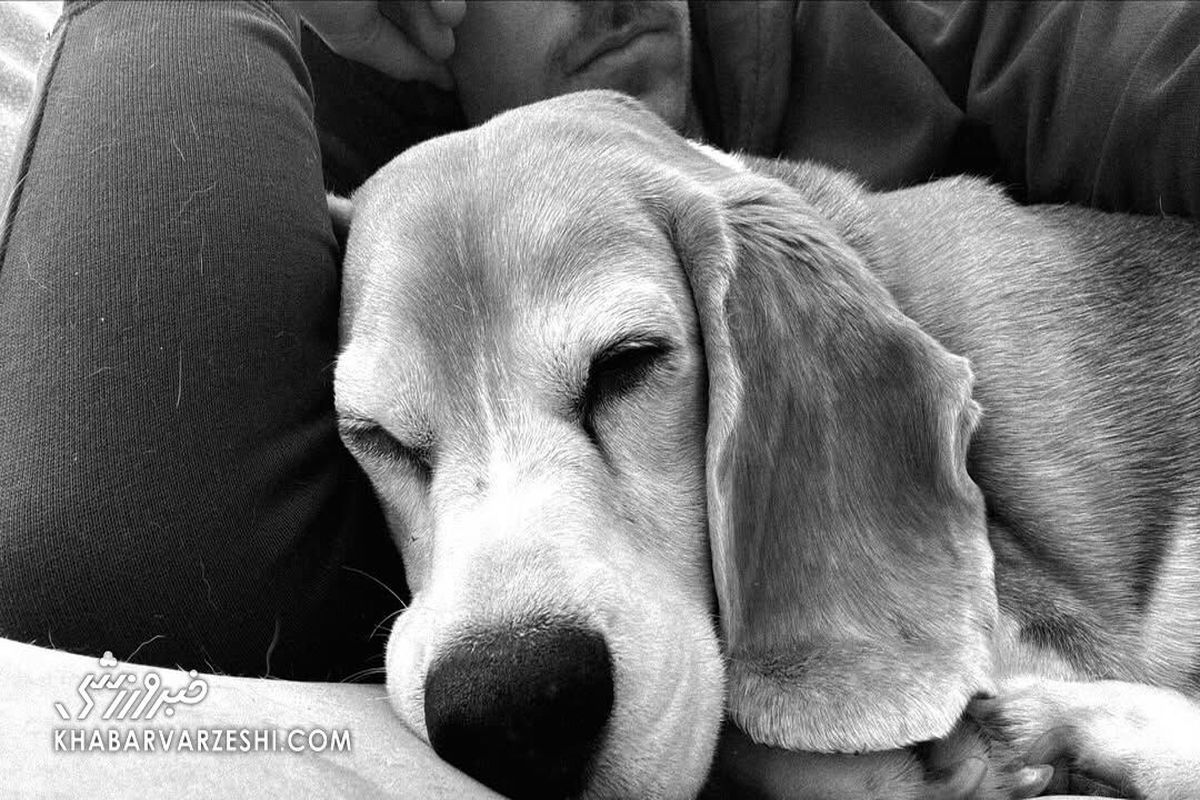 جایزه میلیاردی برای یافتن سگ گمشده فوتبالیست معروف