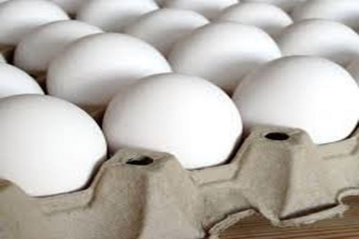 قیمت هر شانه تخم‌مرغ چند؟