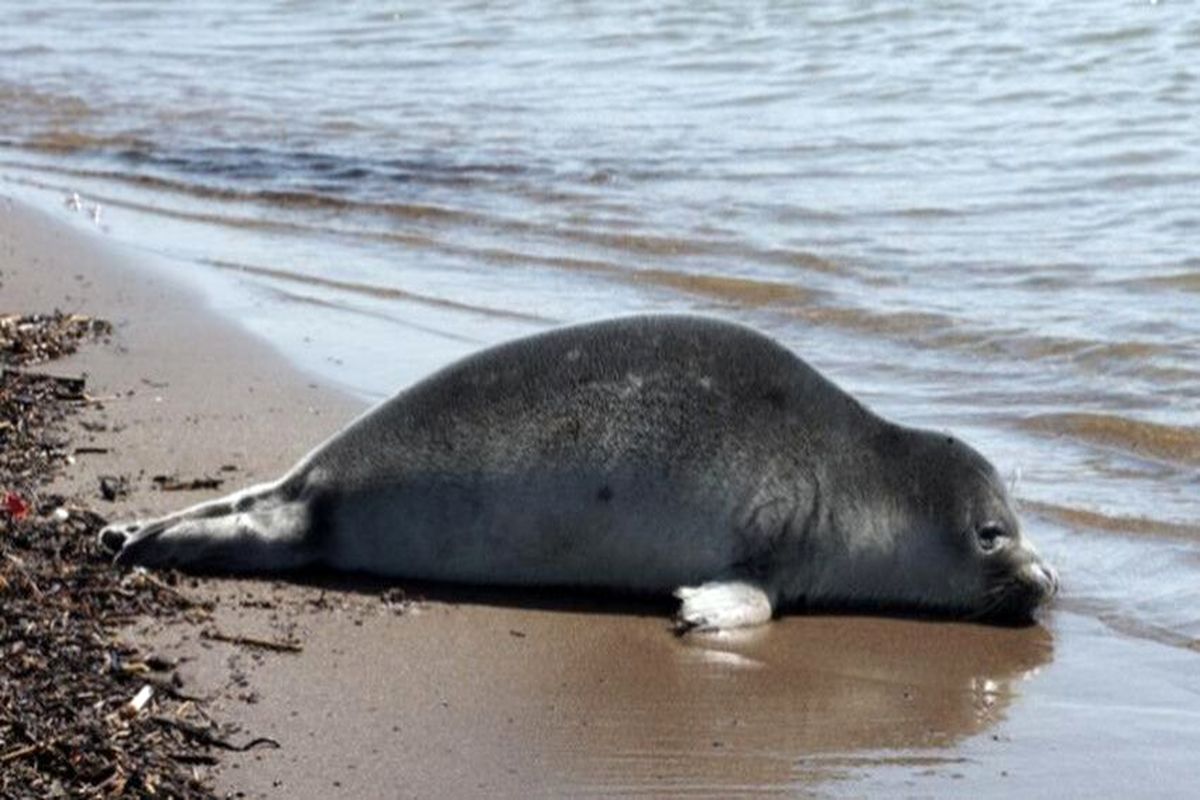 کشف لاشه یک قلاده فوک خزری در سواحل نور