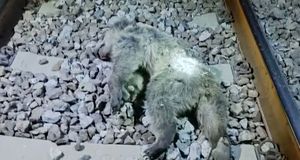 عکس دردناک از تلف شدن دو توله خرس بر اثر برخورد با قطار