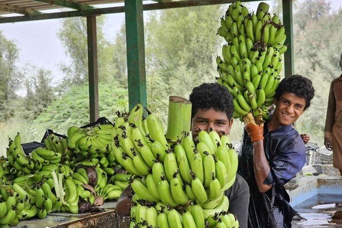 پایتخت تولید موز ایران کجاست؟