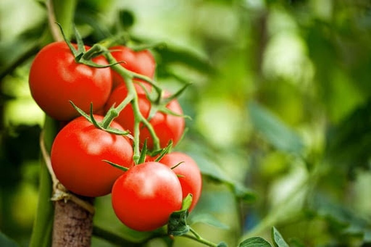 آقایان بالای 45 سال باید روزانه یک عدد گوجه فرنگی بخورند
