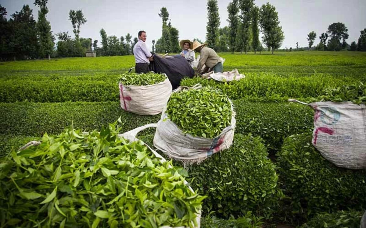 افزایش ۱۰ تا ۶۰ درصدی نرخ چای در سال جاری