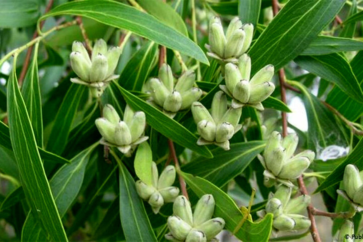 درختی که میوه آن صابون است!+فیلم