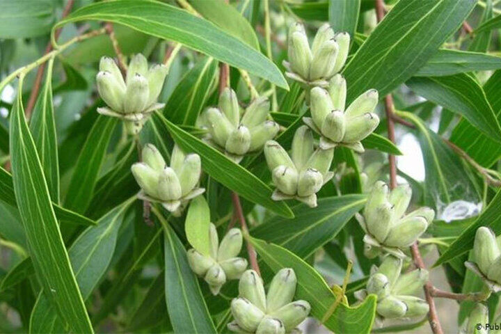درختی که میوه آن صابون است!+فیلم