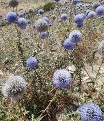 اگر شکر تیغال در عطاری دیدی حتماً بگیرید!