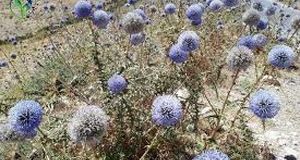 اگر شکر تیغال در عطاری دیدی حتماً بگیرید!