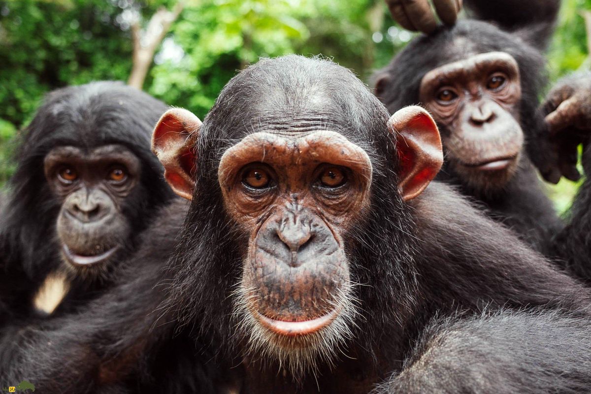 عجایب جنسی حیوانات؛ این مار دوجنسه‌ دو آلت دارد!/ ببینید